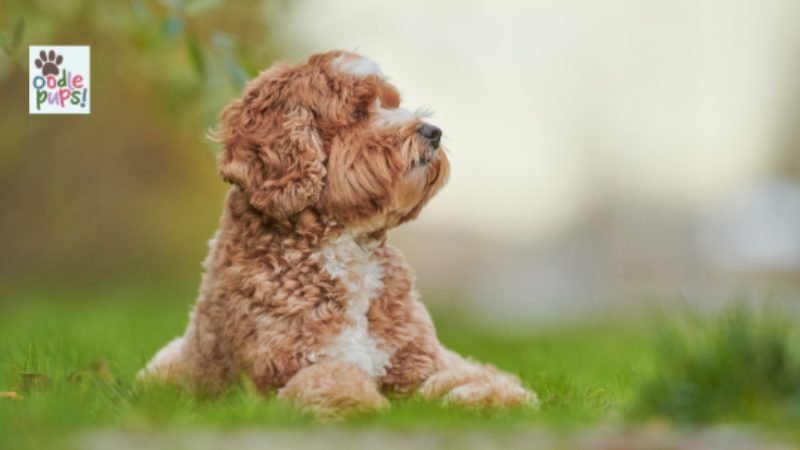 Labradoodle Puppy Food Guide for New Owners 